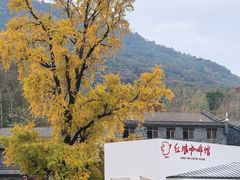 -千年银杏谷文化旅游区