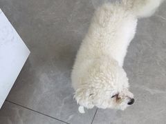 -瑞派长江宠物医院·猫科·外科·24小时夜护(谊城公寓分院)