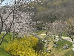 -羊山湖公园