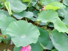 -呼兰河口湿地公园