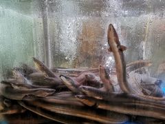 -本炙炭烤·蒲烧活鳗料理店(金沙洲店)