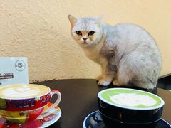 -猫友咖啡店(玉林西路店)