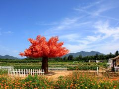 景点-北京东方普罗旺斯薰衣草庄园