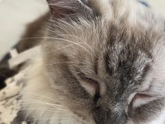 -怪兽屋·羊驼·猫咖·狗咖(俊华广场店)