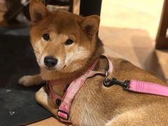 -阿斯牛牛·凉山菜(新会展店)