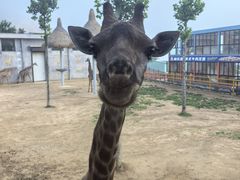 -西霞口神雕山野生动物世界