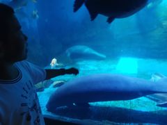 -烟台海昌鲸鲨海洋公园