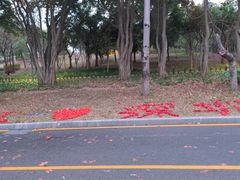 -福田红树林生态公园