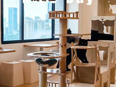 -有喵·猫咖·狗咖·40+猫狗有小奶狗(岗厦店)