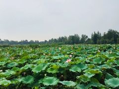 -白鹭湾湿地公园