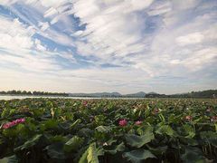 -西湖外事游船(花港观鱼码头)