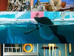 -海合安天津极地海洋公园