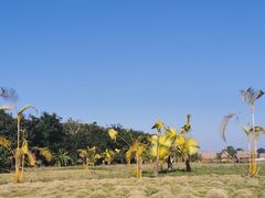 -西双版纳傣族园