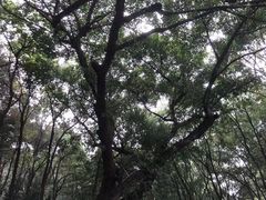 -南山植物园
