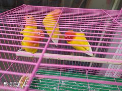 -曲阳花鸟市场(曲阳路店)