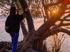 -宝安西湾红树林湿地公园