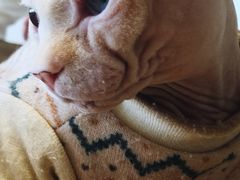 -猫腻·猫咖·撸猫馆(星光大道店)