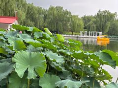 -丰台花园