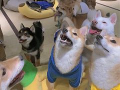 -逗柴咖啡屋·狗咖猫咖宠物桌游