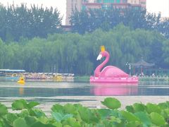 -莲花池公园
