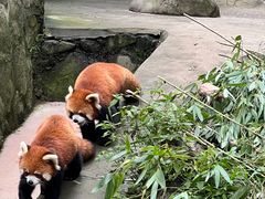 -都江堰中华大熊猫苑