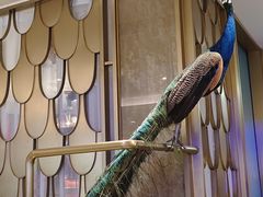 -雀蓝川菜(星悦汇店)