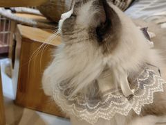 -藏猫猫咖啡主题馆(中央大道店)