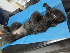 -达爱动物医院·犬猫分区·CT·复杂眼科(远洋山水分院)