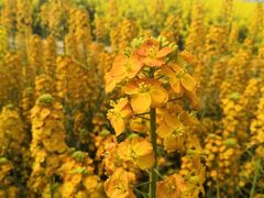 -中国天府农业博览园