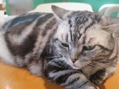-藏猫猫咖啡主题馆(中央大道店)