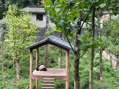 -中国大熊猫保护研究中心雅安碧峰峡基地