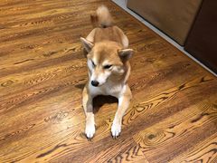 -柴务处·柴犬主题狗咖