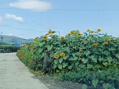 -凤凰山国家森林公园