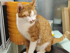 -豆逗聊愈猫阁Easy Life