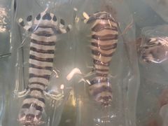 -大茄来海鲜餐厅(亚洲城分行)