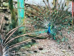-藏龙百瀑风景区