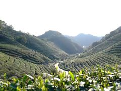 -中国茶叶博物馆(双峰馆区)