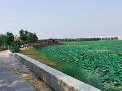 -天津东丽湖风景区