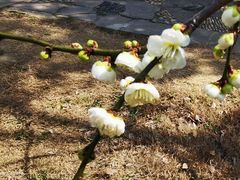-无锡梅园公园