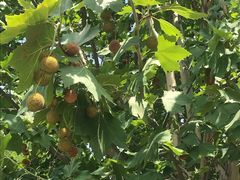 -永定河休闲森林公园