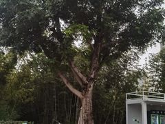 -新江湾城公园