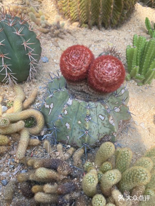 华南国家植物园-售票处图片