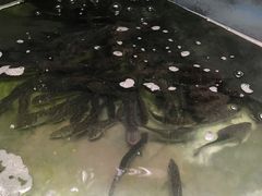 -稻香村鱼庄