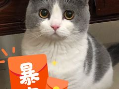 -宠爱国际动物医院· 猫科· 外科·中兽医(长白店)
