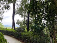 -铁山坪森林公园