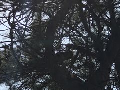 -高尔山公园