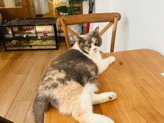 -有猫主题·治愈系猫咖(曾厝垵店)