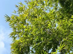 -扫雪煮茶(西村店)