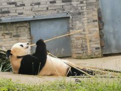-都江堰中华大熊猫苑
