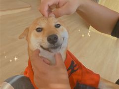 -南京Hallo宠物乐园·哈罗犬舍·柴犬繁育基地
